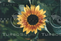 flora2.jpg