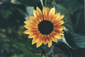 flora2.jpg