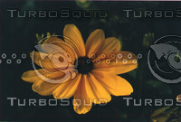 flora3-72.jpg