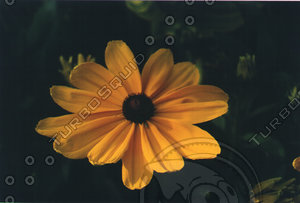 flora3.jpg