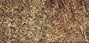 hay01p.jpg