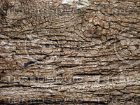 tree bark2.jpg