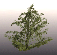 Texture tree trees alpha