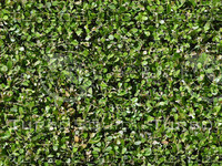 BUSH002.jpg