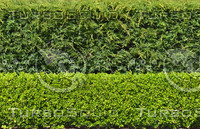 BUSH009.jpg
