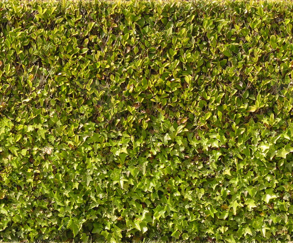 Texture JPEG bush organictex green