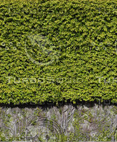 BUSH014.jpg