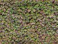 IVY002.jpg