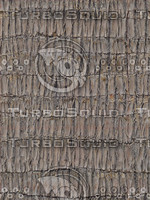 PALM03.jpg