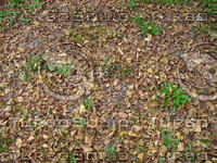Plant18.JPG