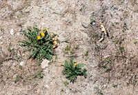 dandelion.jpg