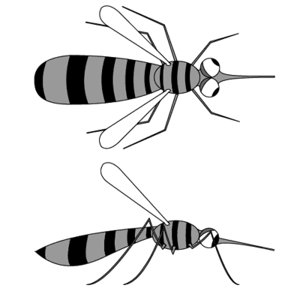 mosquito.ai