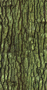 Bark1