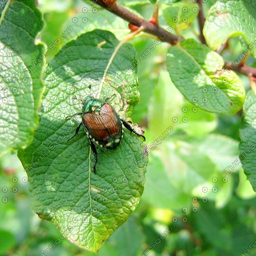 High Res Insect Screen Bitmap Stock Windows Bitmap beetle bug insect