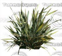 Bush0002