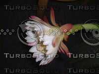 DSCF0025.JPG