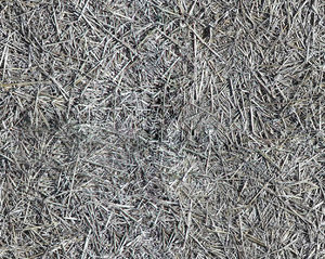 Hay00.jpg