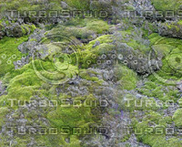 Moss00.jpg