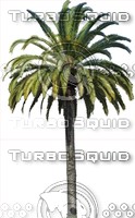 PalmTree0013