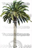 PalmTree0014