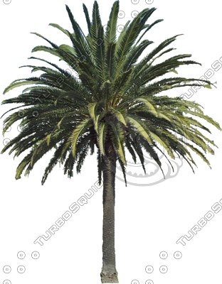  https://static.turbosquid.com/Preview/2014/08/01__12_43_11/PalmTree0015.jpg1C5FB394-BA3F-46AE-81AE72A576BA9C2F.jpgLarger.jpg