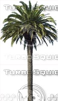 PalmTree0016