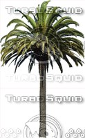 PalmTree0019