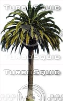 PalmTree0020