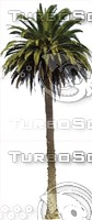 PalmTree0026