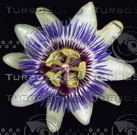 Passion Flower.jpg