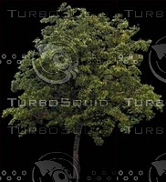 Tree0021