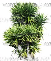 Tree0044