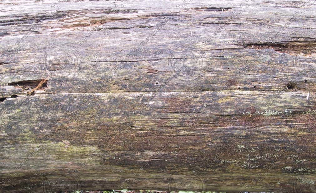 Texture JPEG Wood Rot Trunk