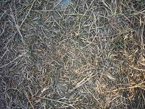 drygrass-texture.jpg