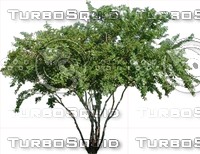 dtree0004