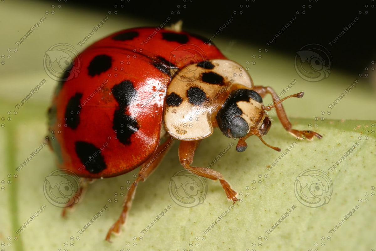 Stock JPEG lady bug ladybug