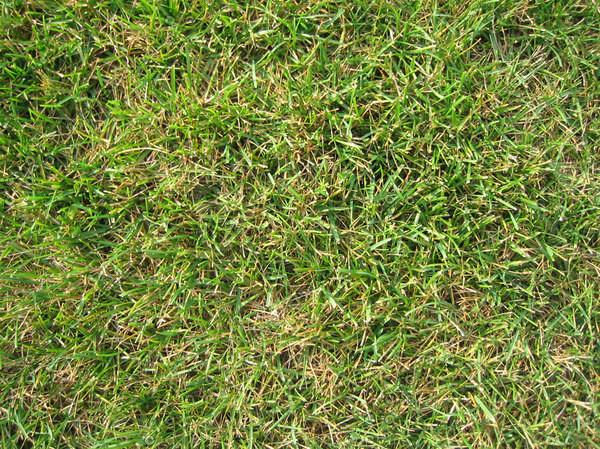 Texture JPEG grass lawn ground