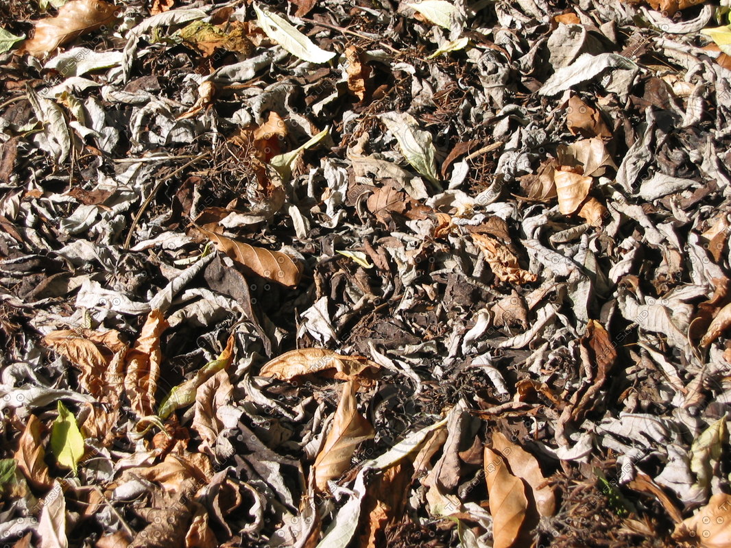  https://static.turbosquid.com/Preview/2014/08/01__12_43_11/leaves006.jpg88BA465C-50D8-43FC-B2472C340D8E92DB.jpgOriginal.jpg