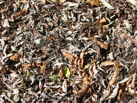 leaves007.jpg