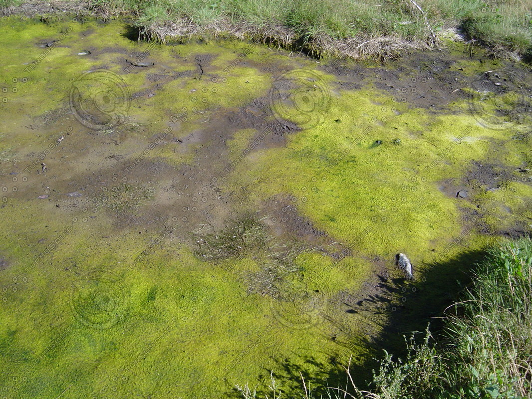 Texture JPEG marsh mud ocean