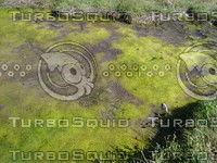 marsh_mud.JPG