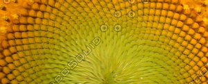 sunflower.jpg