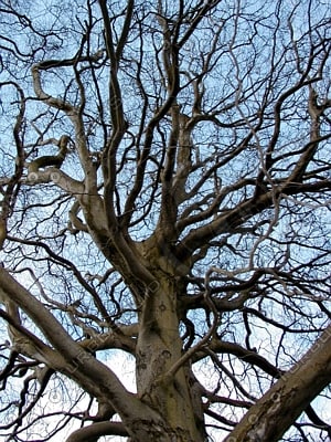 Stock TIFF tree scary silhouette