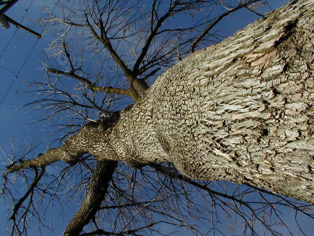 Stock JPEG wood bark knot