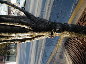 wood0412.jpg