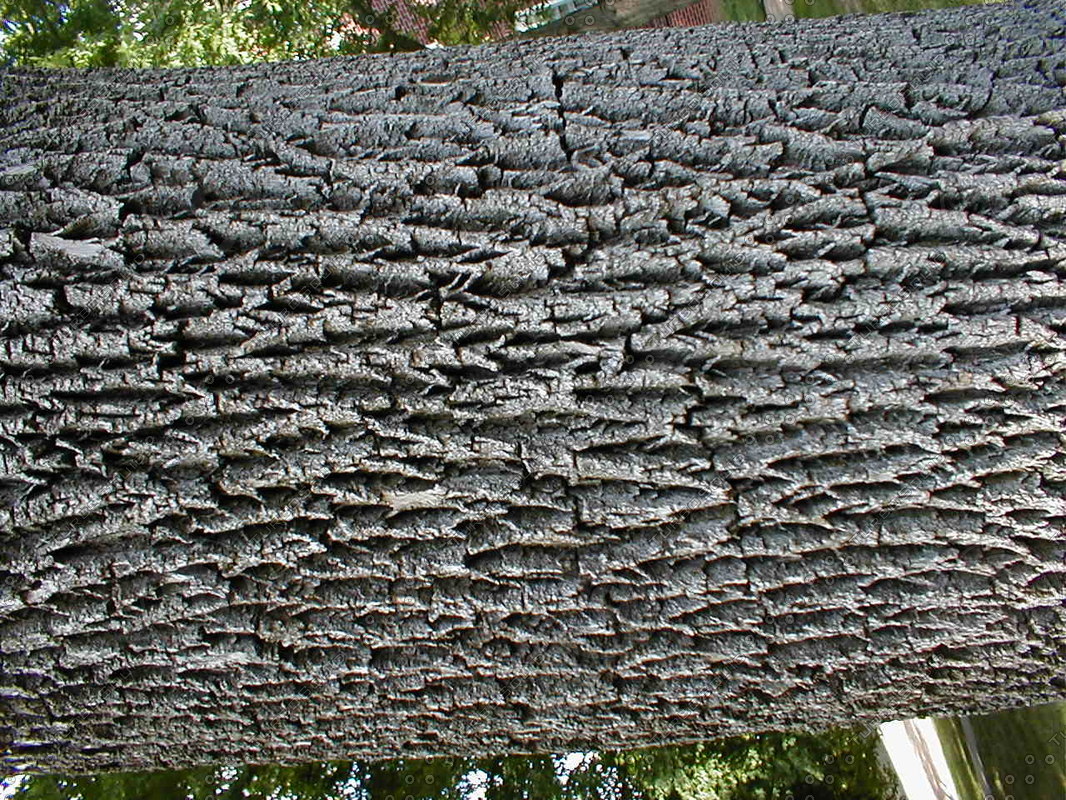 Tree Bark Stock Photo
