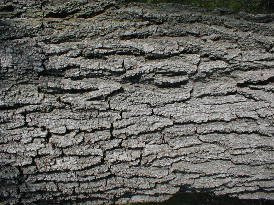 Wood 0758 Tree Bark Texture Stock Photo