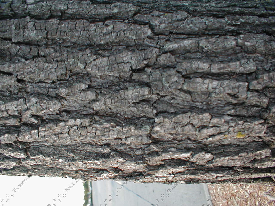 Stock Photo of Tree Trunk Bark