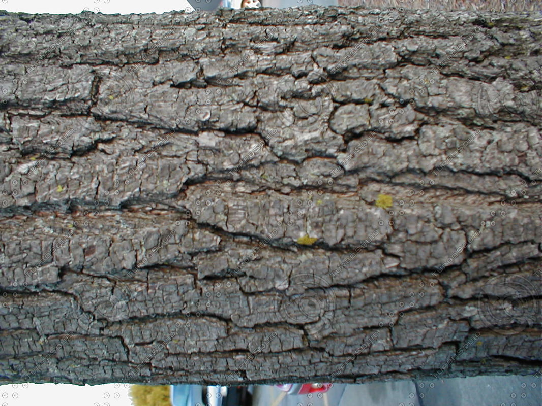 Wood 0921 Stock Photo of Tree Trunk Texture