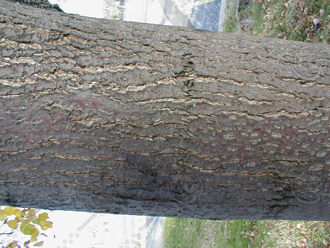 Wood 0984 Stock Photo of Tree Bark